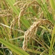 奈良広陵産　「地域一番米」
